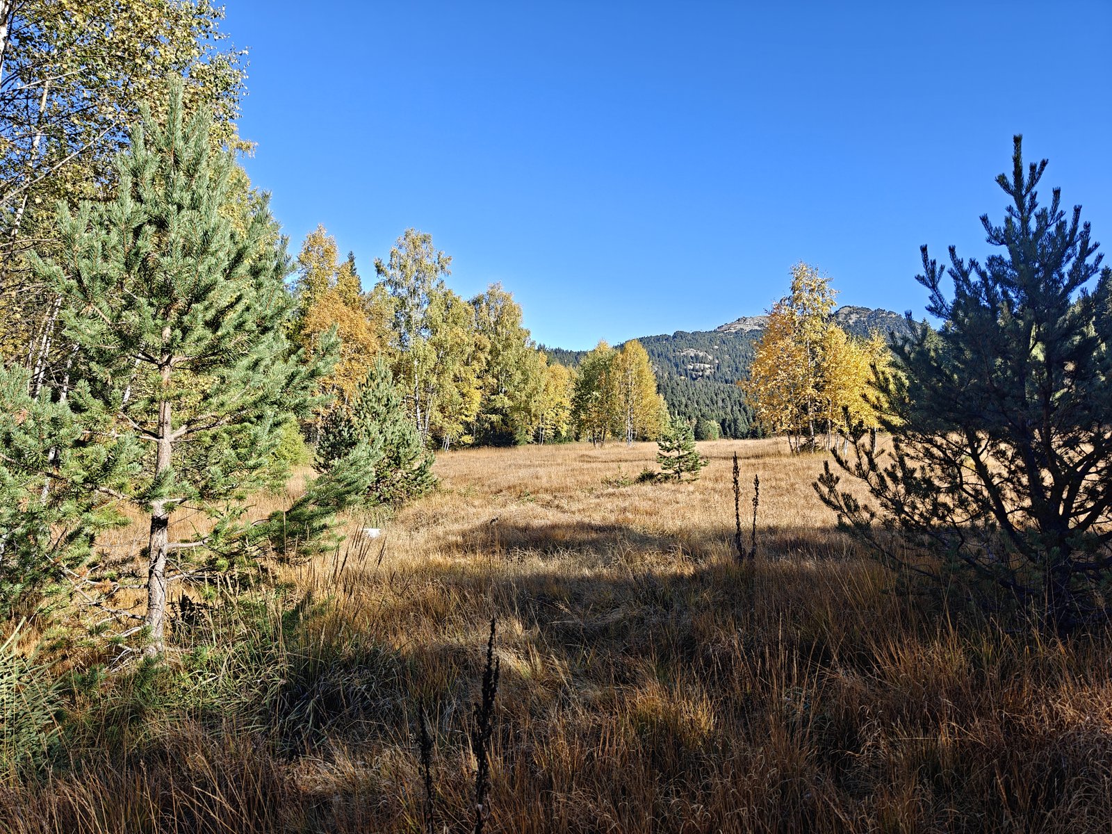 Les bouleaux du plateau de l'Arselle en octobre