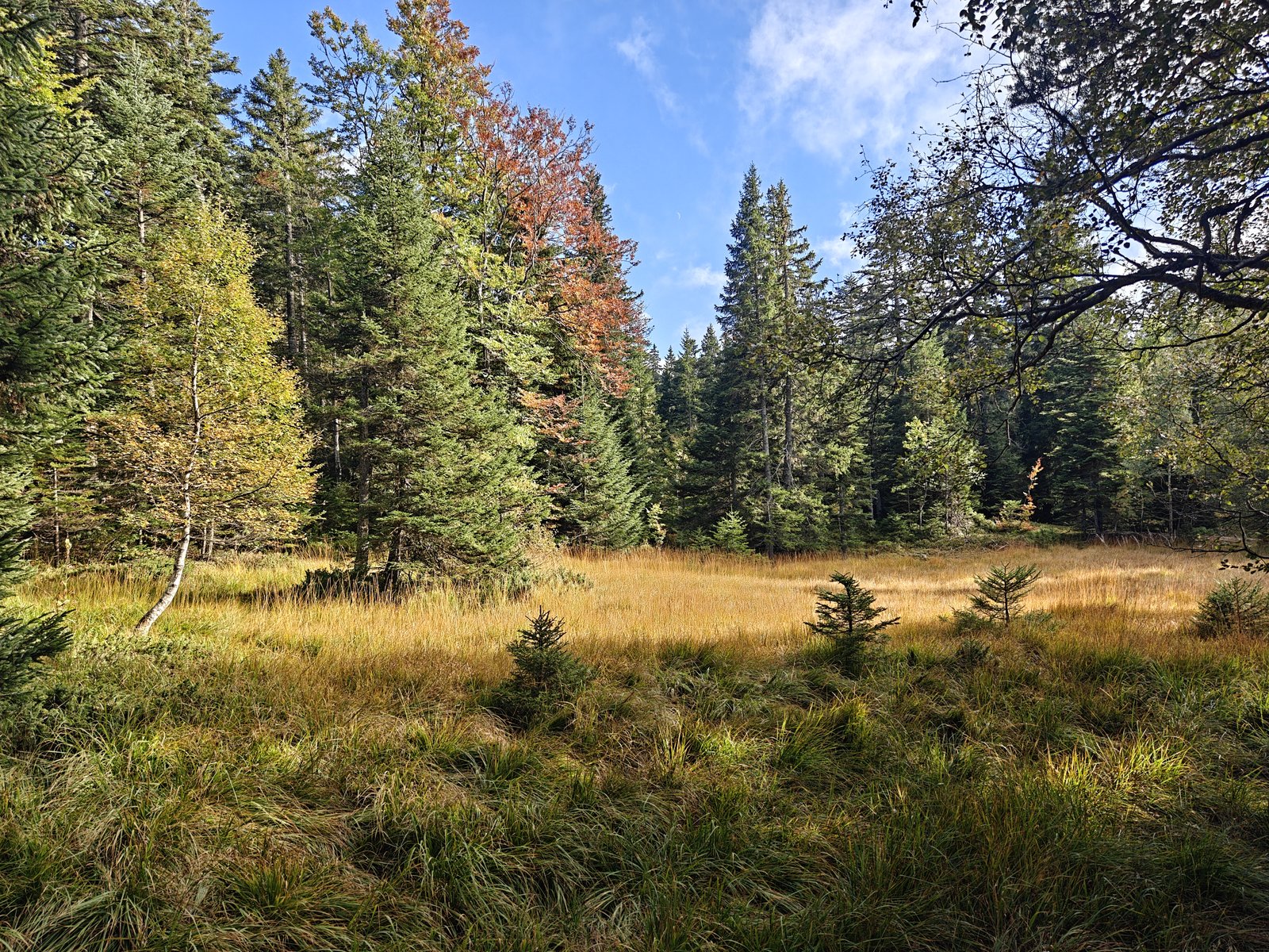Clairière de la tourbière en septembre, les herbes dorées